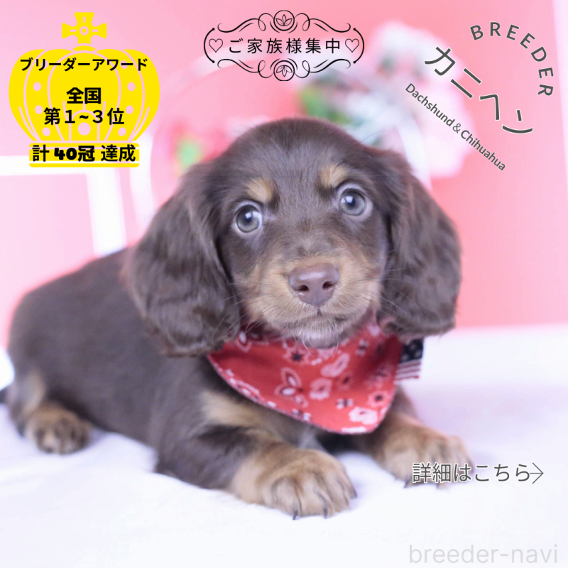 販売中の愛知県のカニンヘンダックスフンド(ロングヘアード)-430602