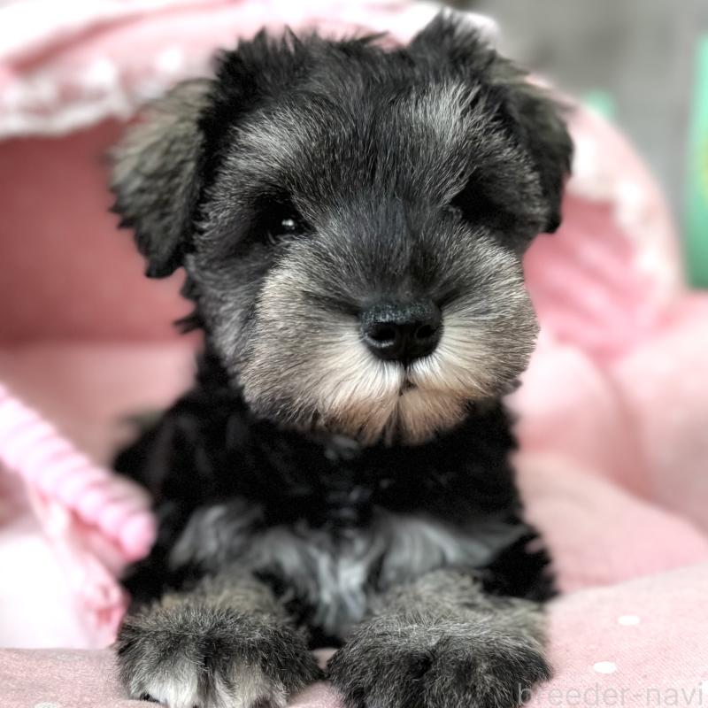 販売中の大阪府のミニチュアシュナウザー-436081の3枚目