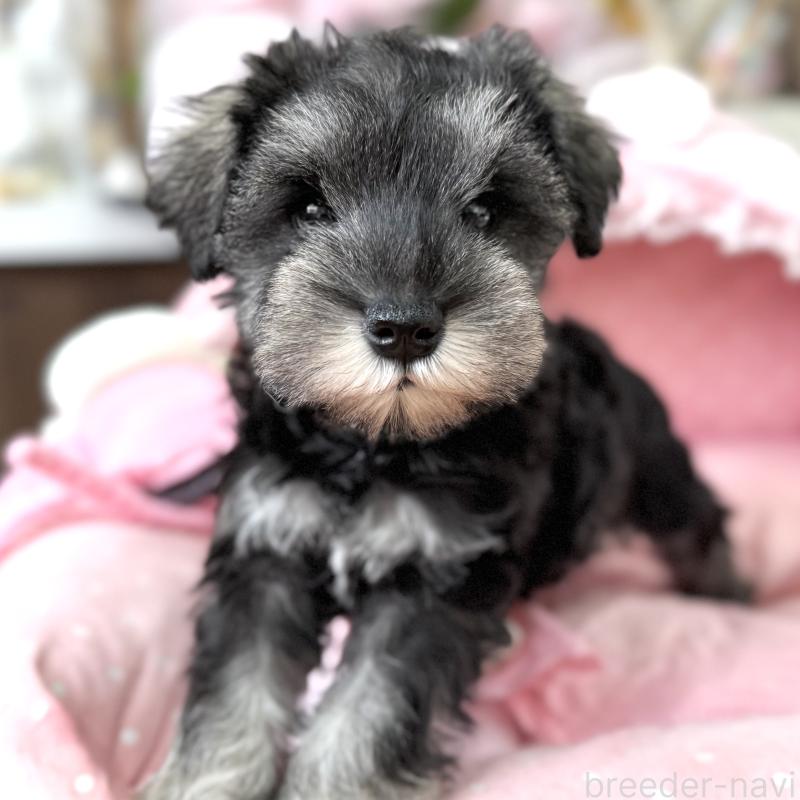 販売中の大阪府のミニチュアシュナウザー-436081の2枚目