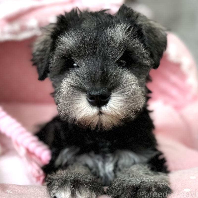 販売中の大阪府のミニチュアシュナウザー-436081