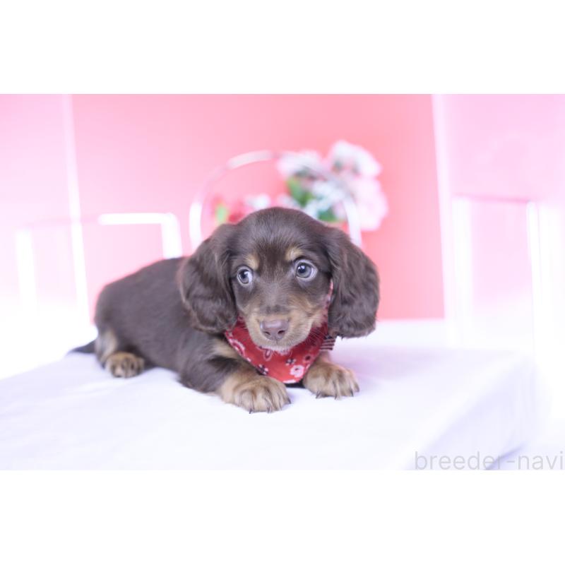 販売中の愛知県のカニンヘンダックスフンド(ロングヘアード)-430602の15枚目