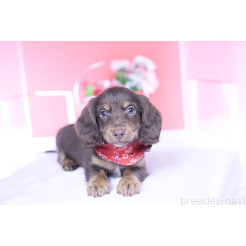 販売中の愛知県のカニンヘンダックスフンド(ロングヘアード)-430602の14枚目