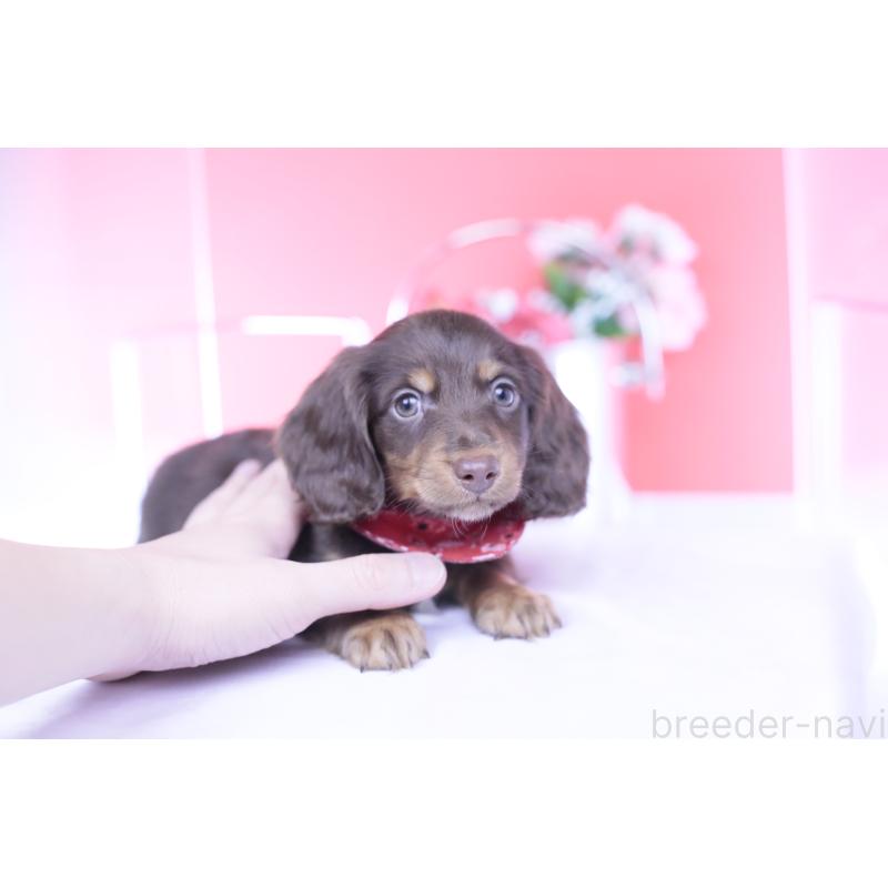 販売中の愛知県のカニンヘンダックスフンド(ロングヘアード)-430602の11枚目