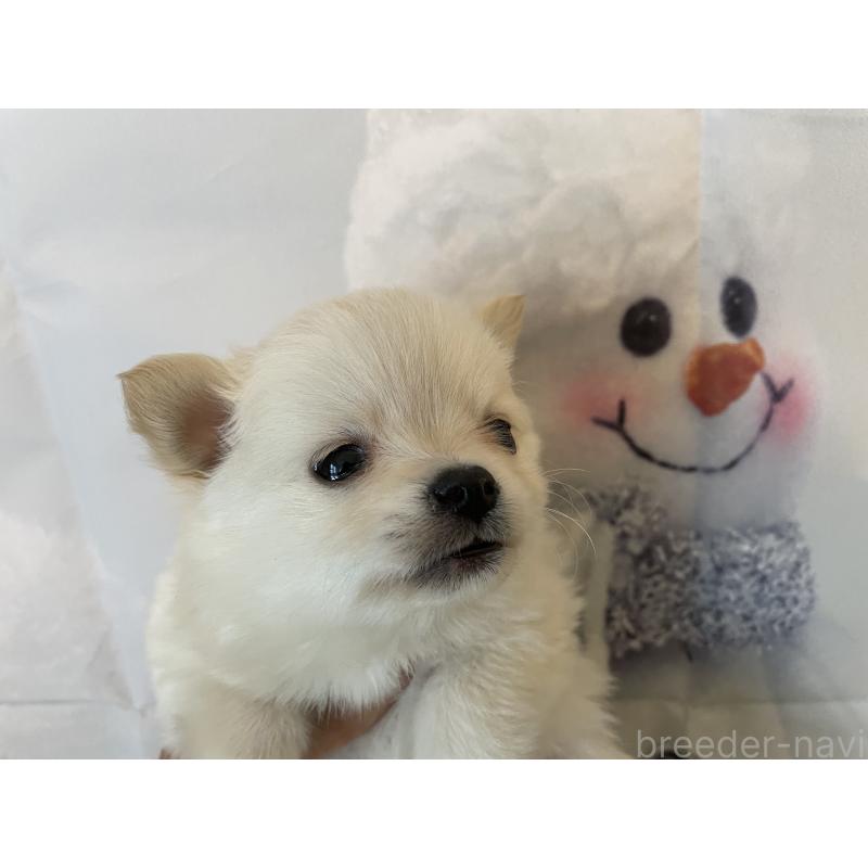 販売中の北海道のミックス犬-436083の5枚目