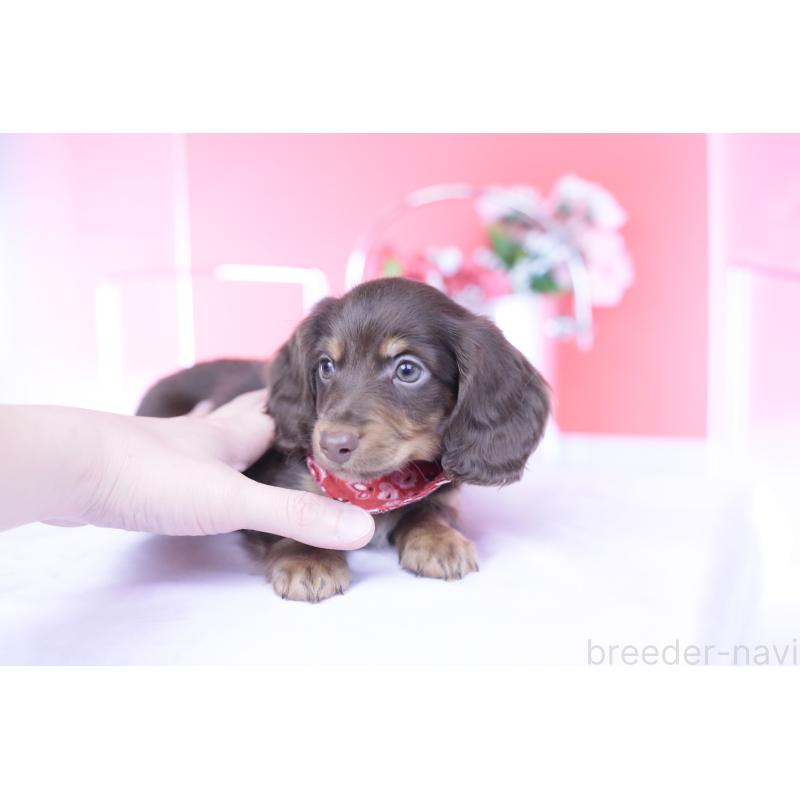 販売中の愛知県のカニンヘンダックスフンド(ロングヘアード)-430602の8枚目