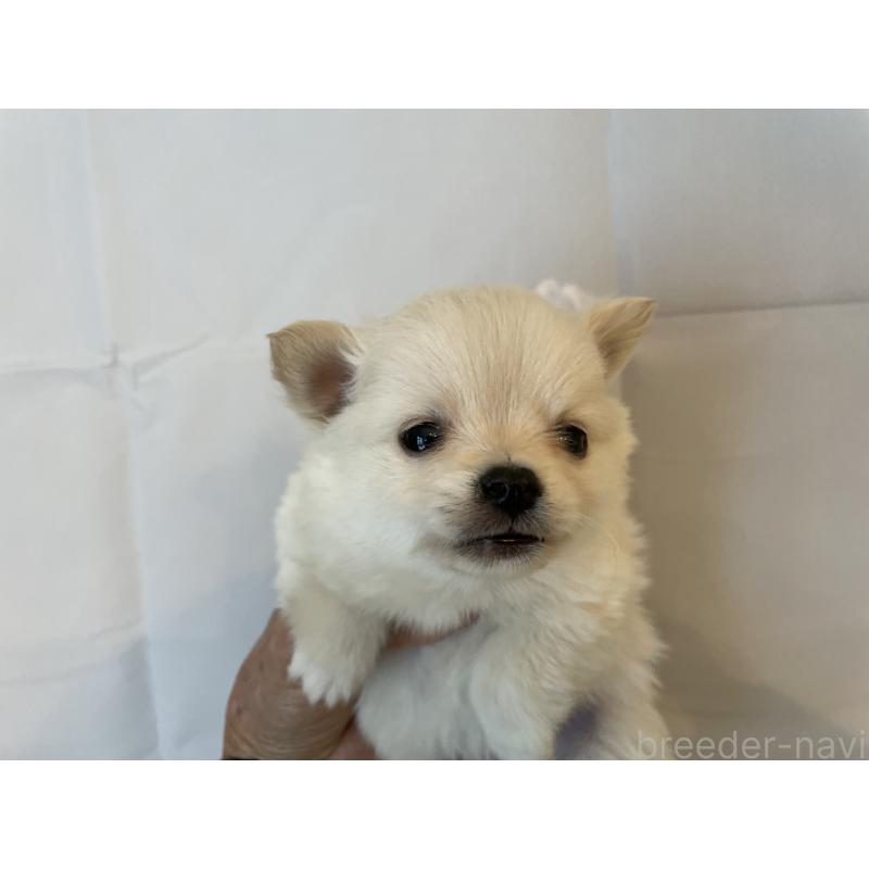 販売中の北海道のミックス犬-436083の4枚目