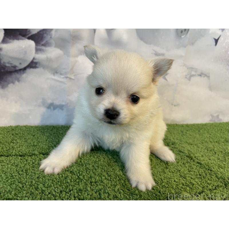 販売中の北海道のミックス犬-436083の3枚目