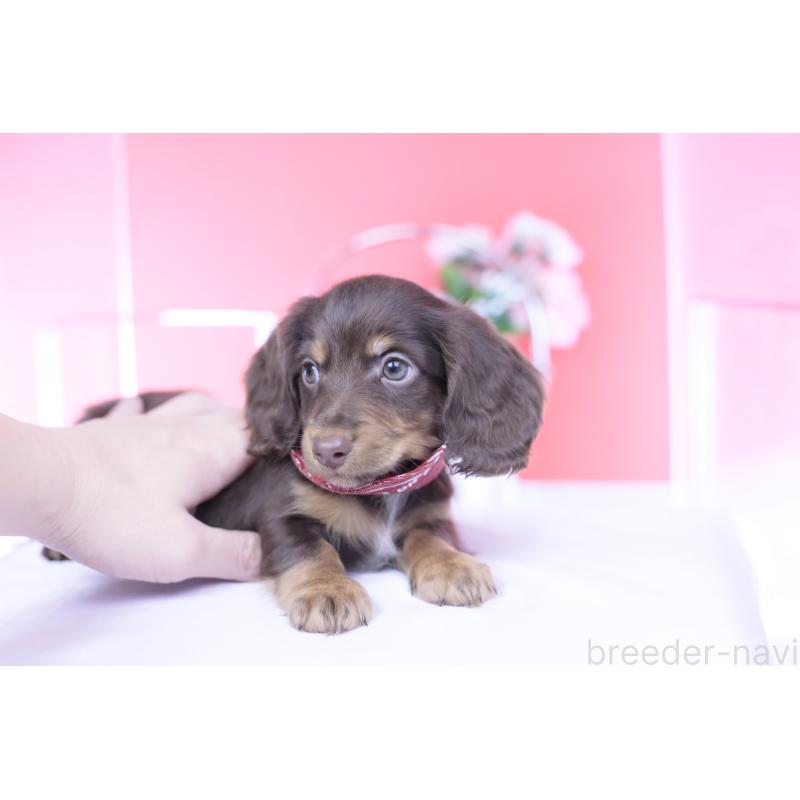 販売中の愛知県のカニンヘンダックスフンド(ロングヘアード)-430602の5枚目