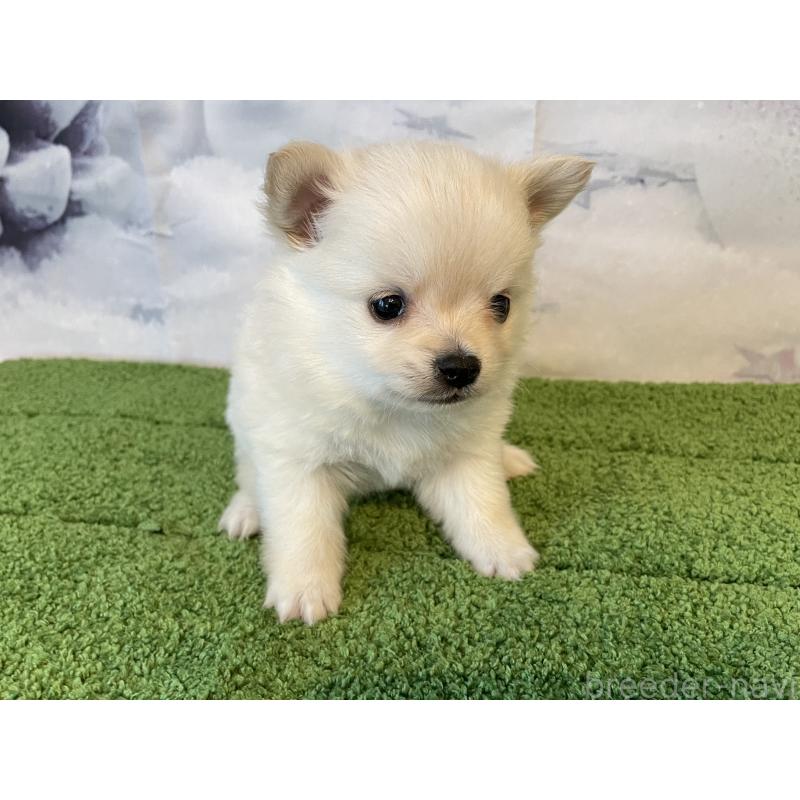 販売中の北海道のミックス犬-436083の2枚目