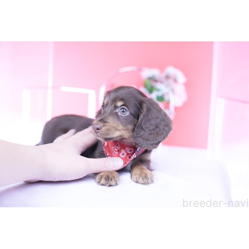 販売中の愛知県のカニンヘンダックスフンド(ロングヘアード)-430602の3枚目