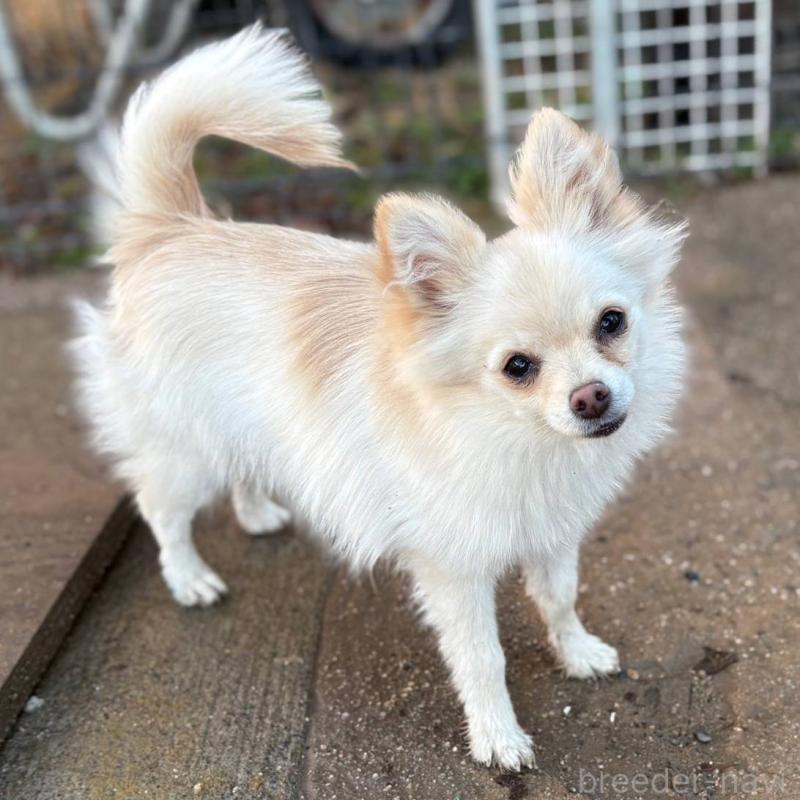 販売中の茨城県のポメチワ:ポメラニアン×チワワ-396487の9枚目