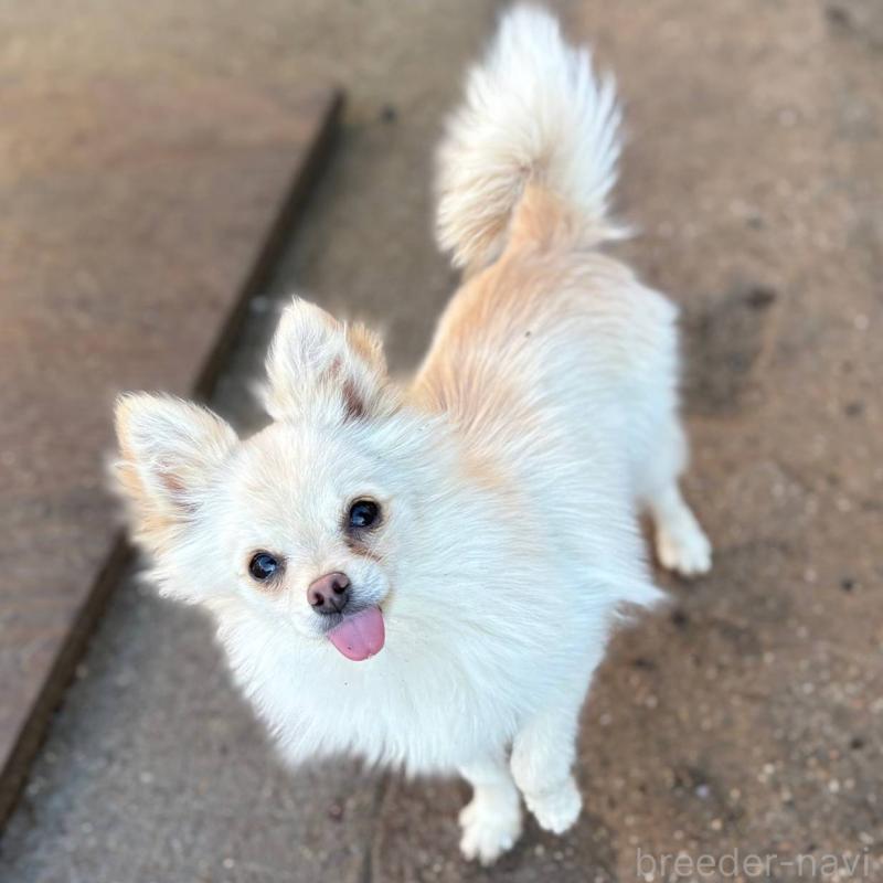 販売中の茨城県のポメチワ:ポメラニアン×チワワ-396487の8枚目