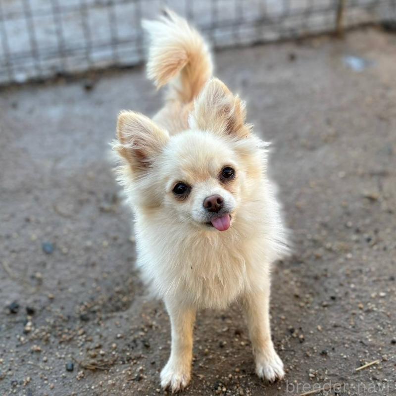 販売中の茨城県のポメチワ:ポメラニアン×チワワ-396487の6枚目