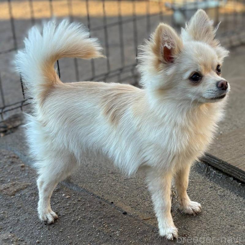 販売中の茨城県のポメチワ:ポメラニアン×チワワ-396487の5枚目