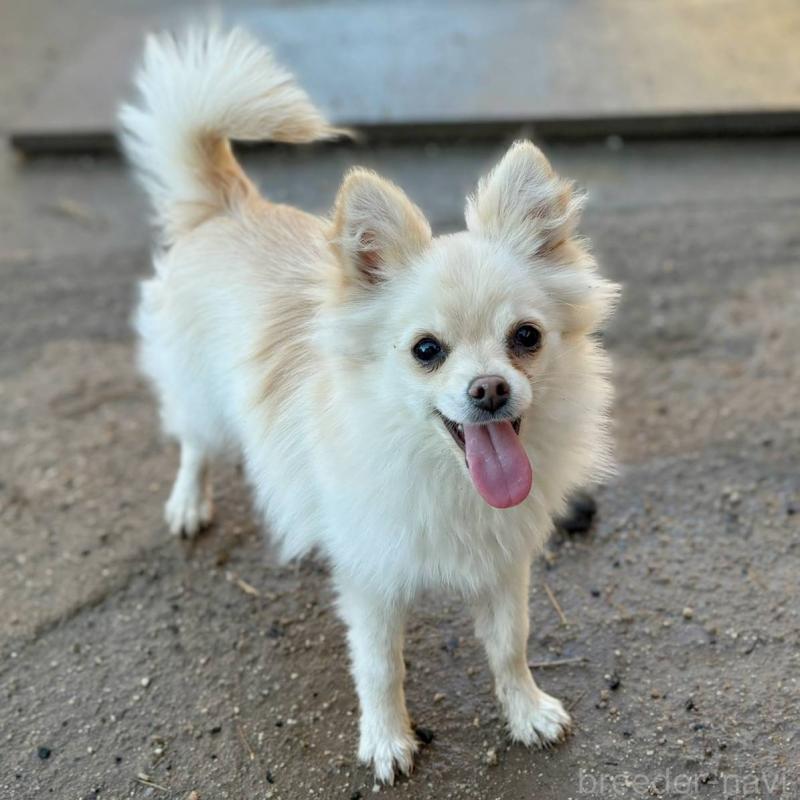 販売中の茨城県のポメチワ:ポメラニアン×チワワ-396487の4枚目