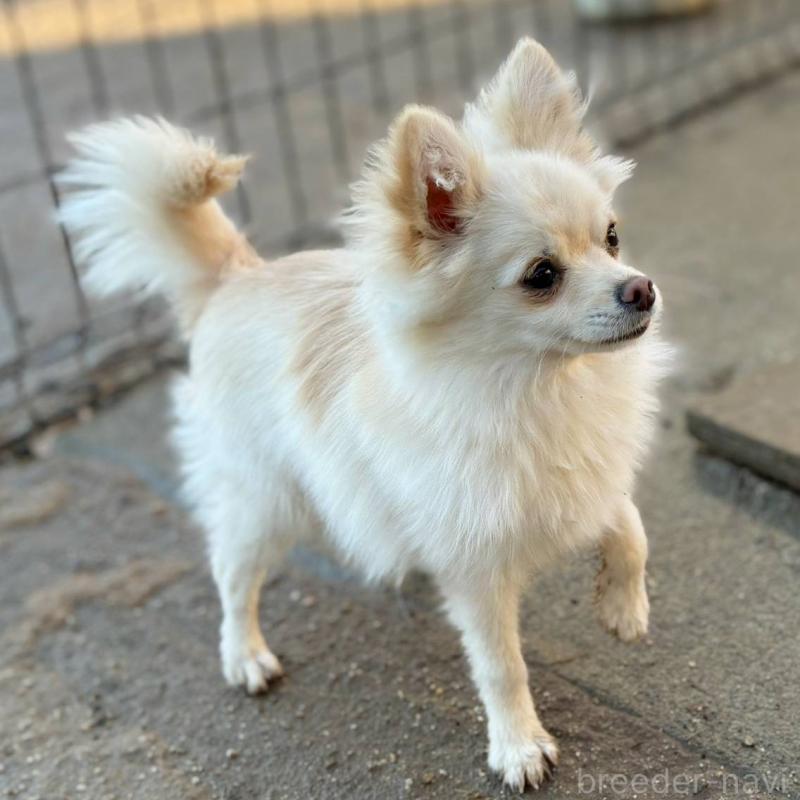 販売中の茨城県のポメチワ:ポメラニアン×チワワ-396487の3枚目