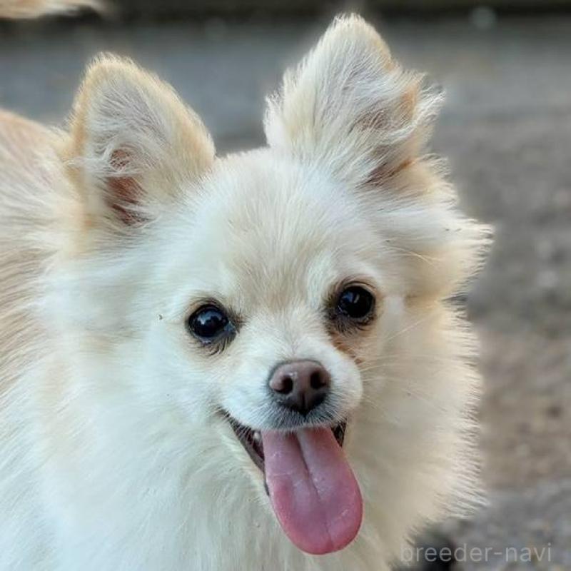 販売中の茨城県のポメチワ:ポメラニアン×チワワ-396487