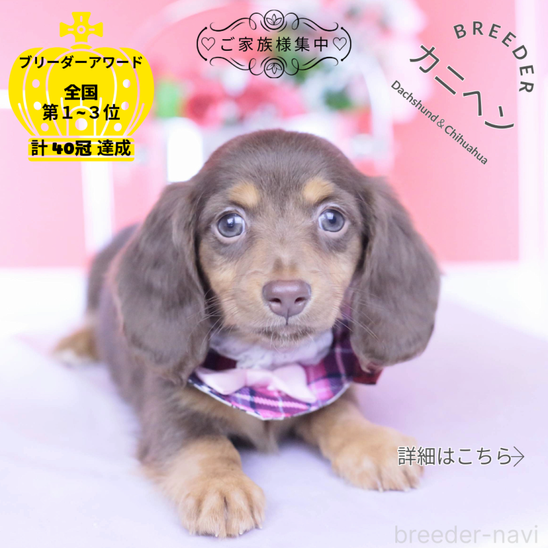 販売中の愛知県のカニンヘンダックスフンド(ロングヘアード)-430599の1枚目