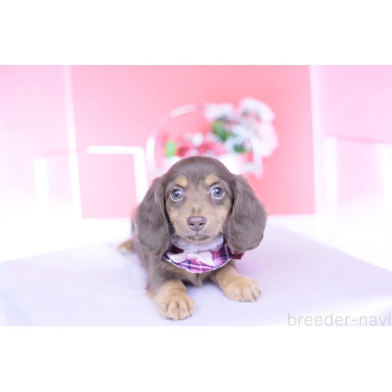 販売中の愛知県のカニンヘンダックスフンド(ロングヘアード)-430599の12枚目