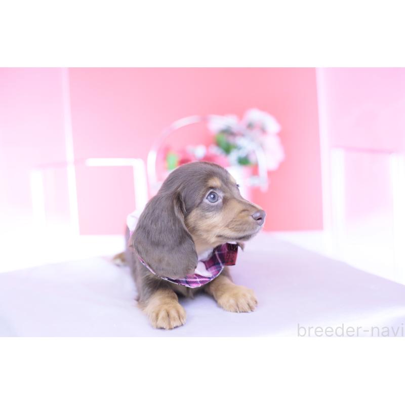 販売中の愛知県のカニンヘンダックスフンド(ロングヘアード)-430599の11枚目