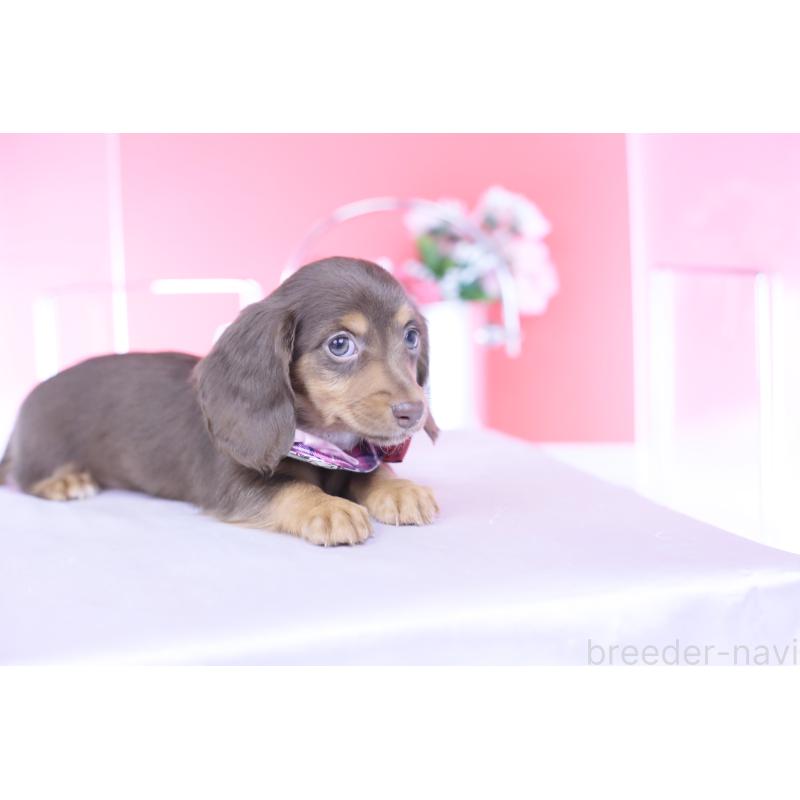 販売中の愛知県のカニンヘンダックスフンド(ロングヘアード)-430599の4枚目