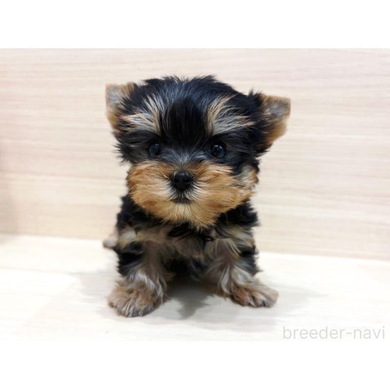 販売中ののヨークシャーテリア-436084