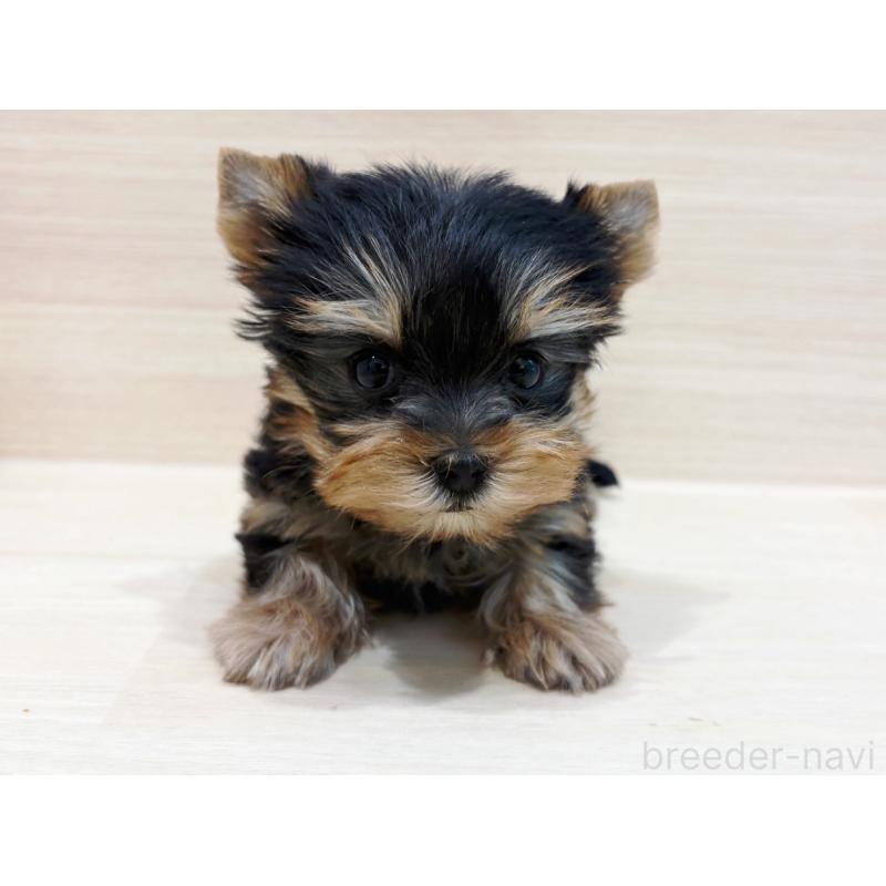 販売中の東京都のヨークシャーテリア-436084の4枚目