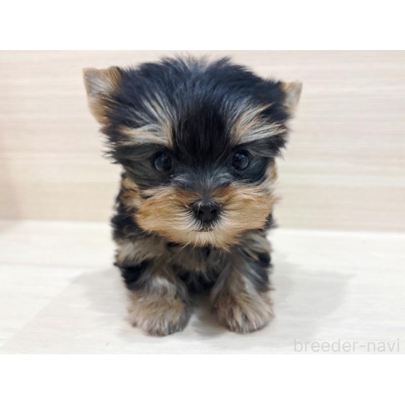 販売中の東京都のヨークシャーテリア-436084の3枚目