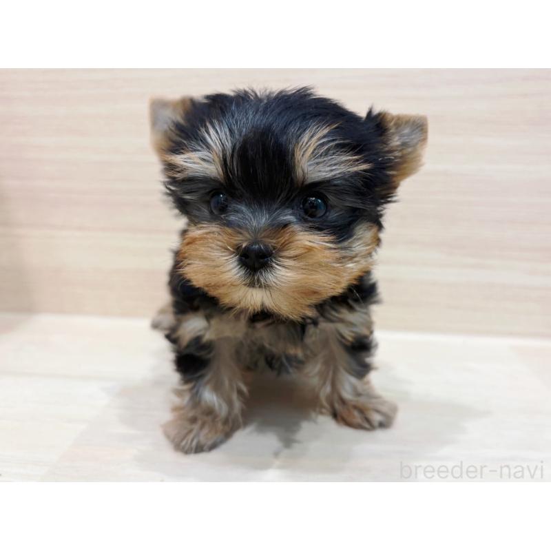 販売中の東京都のヨークシャーテリア-436084の2枚目