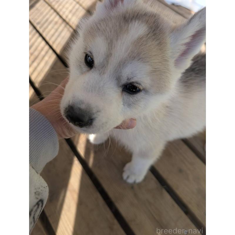 販売中の宮崎県のシベリアンハスキー-436085の3枚目