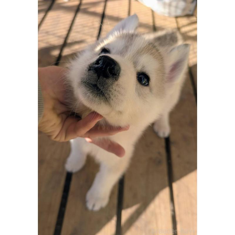 販売中の宮崎県のシベリアンハスキー-436085の2枚目