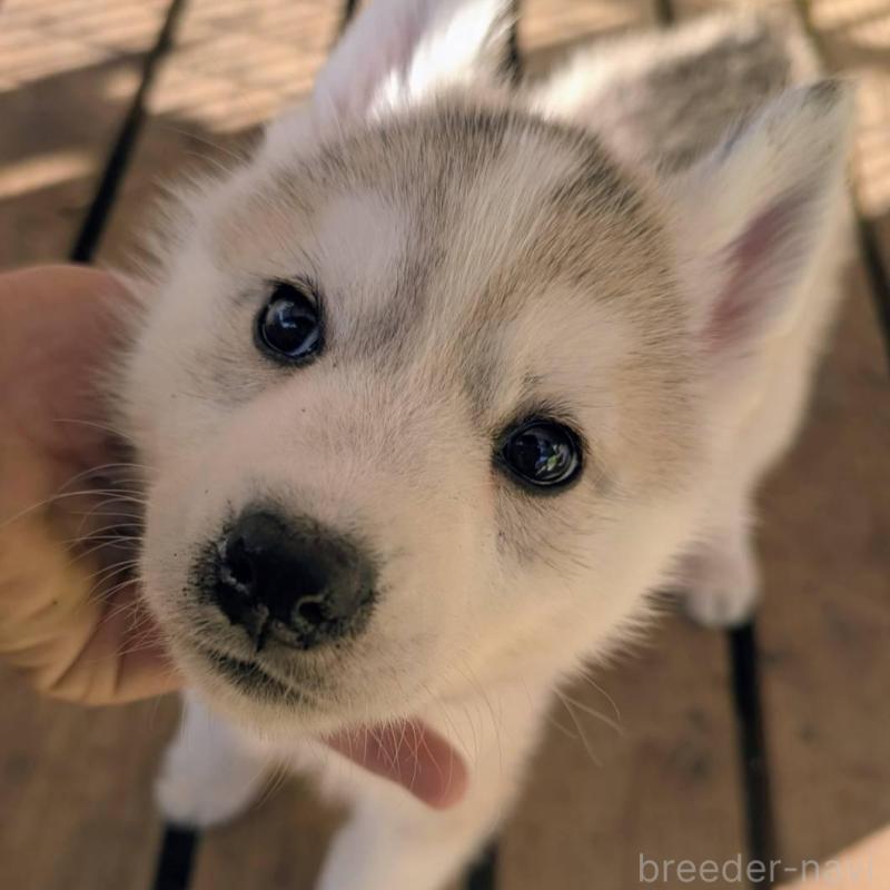 販売中の宮崎県のシベリアンハスキー-436085の1枚目