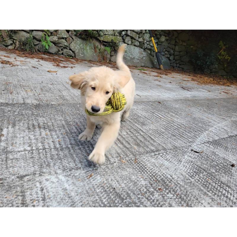 販売中の三重県のゴールデンレトリーバー-420183の5枚目