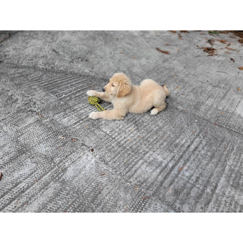 販売中の三重県のゴールデンレトリーバー-420183の4枚目