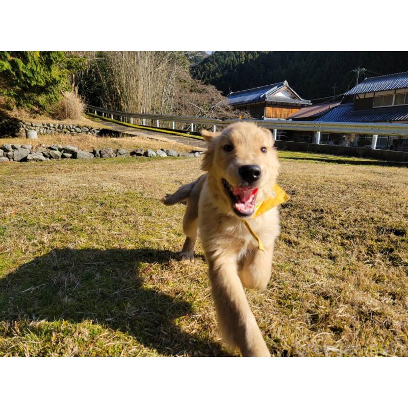 成約済の三重県のゴールデンレトリーバー-419834の5枚目