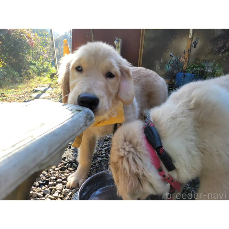 成約済の三重県のゴールデンレトリーバー-419834の4枚目