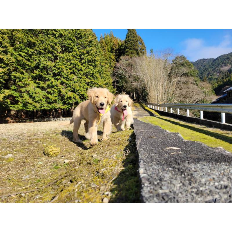 成約済の三重県のゴールデンレトリーバー-419834の3枚目