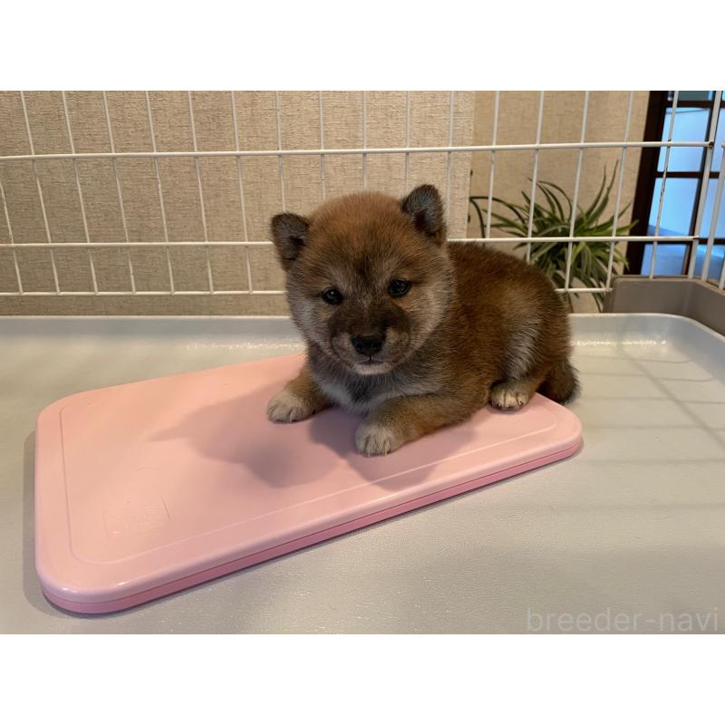 販売中の兵庫県の豆柴-436087の5枚目