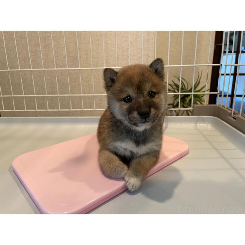 販売中の兵庫県の豆柴-436087の4枚目