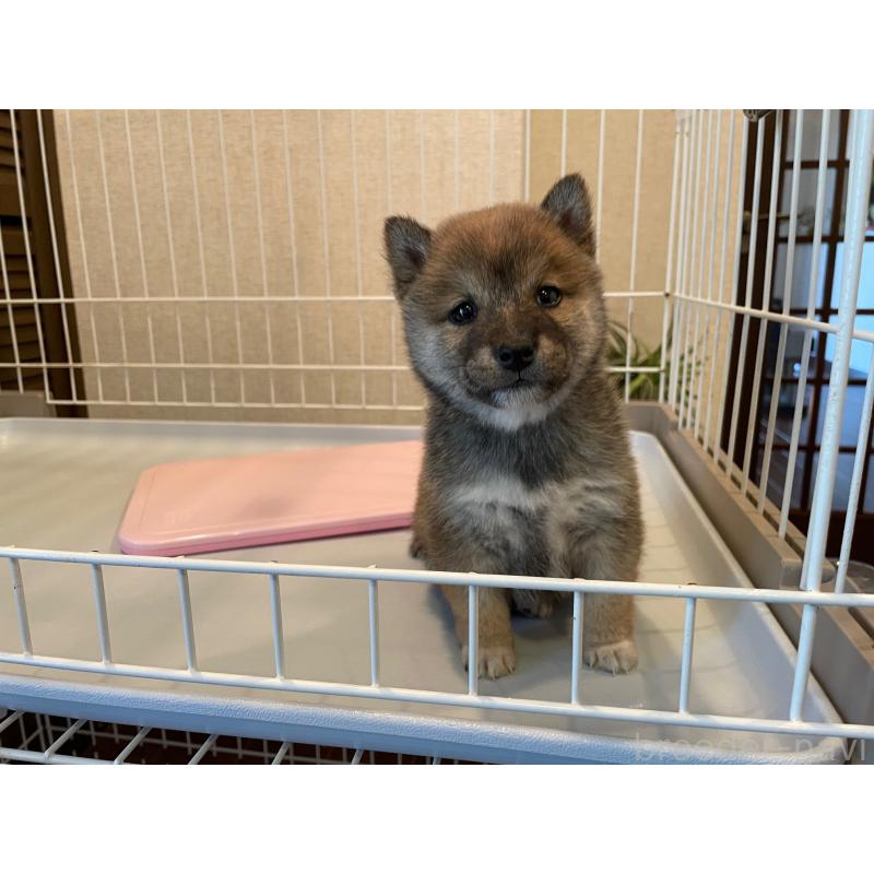 販売中の兵庫県の豆柴-436087の3枚目