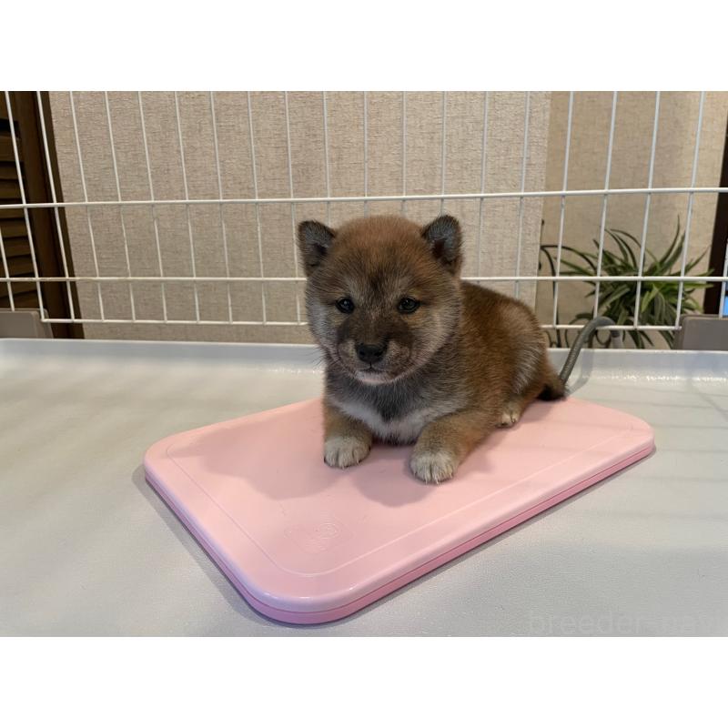 販売中の兵庫県の豆柴-436087の2枚目