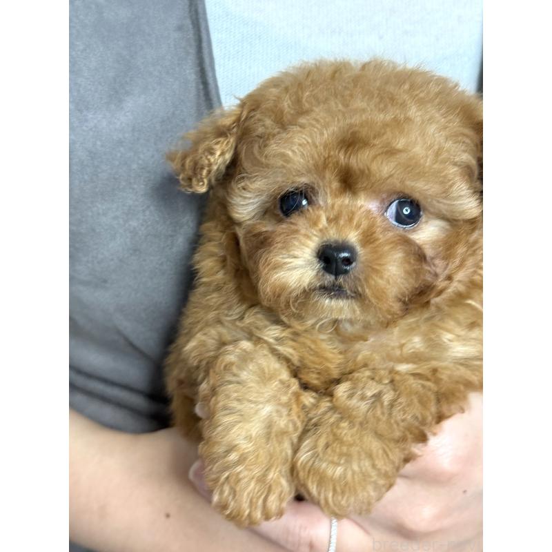 成約済の大阪府のティーカッププードル-434633の6枚目