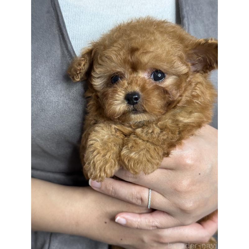 成約済の大阪府のティーカッププードル-434633の5枚目