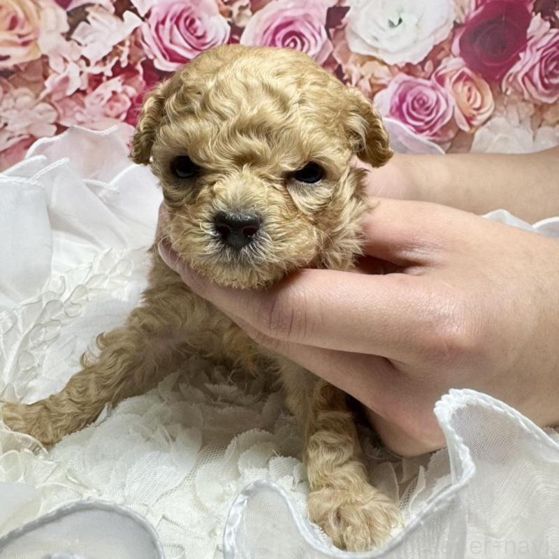 販売中の広島県のタイニープードル-436086の1枚目