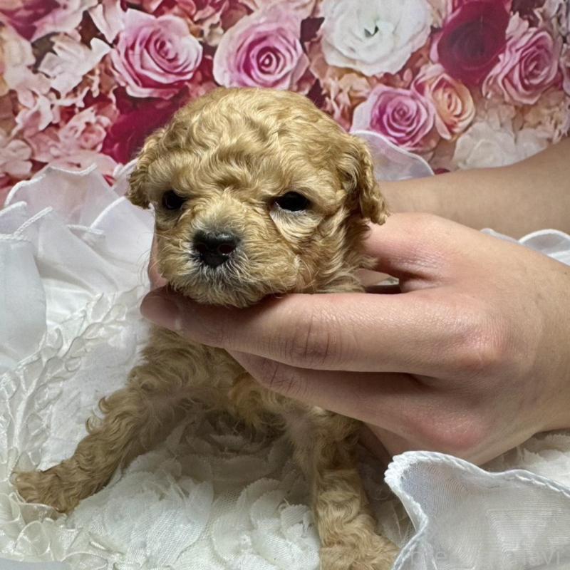 販売中の広島県のタイニープードル-436086の5枚目