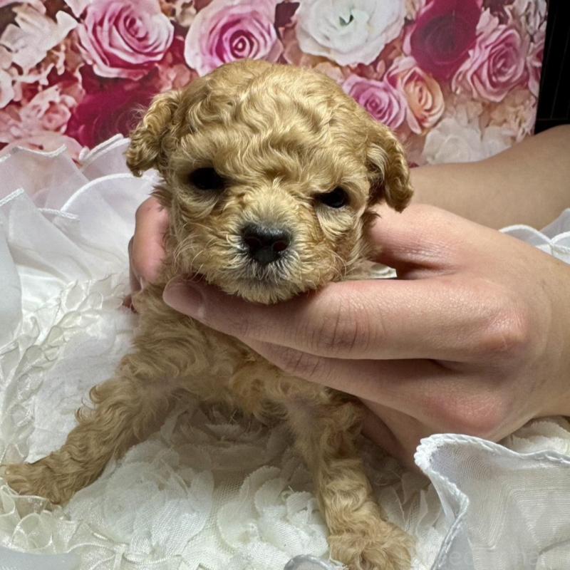 販売中の広島県のタイニープードル-436086の4枚目