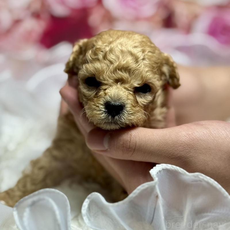 販売中の広島県のタイニープードル-436086の3枚目