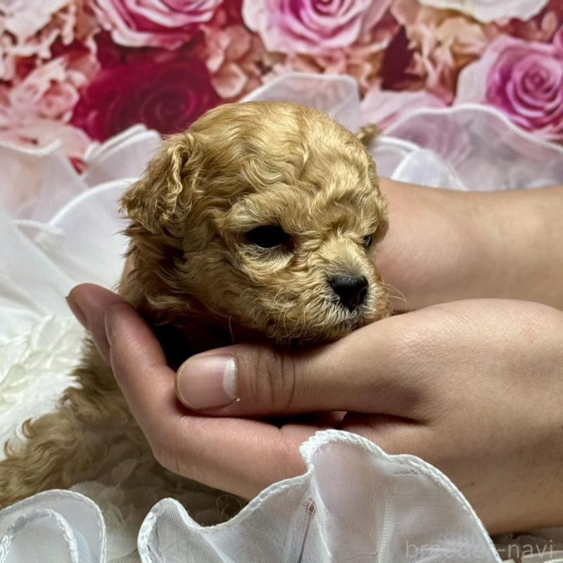 販売中の広島県のタイニープードル-436086の2枚目