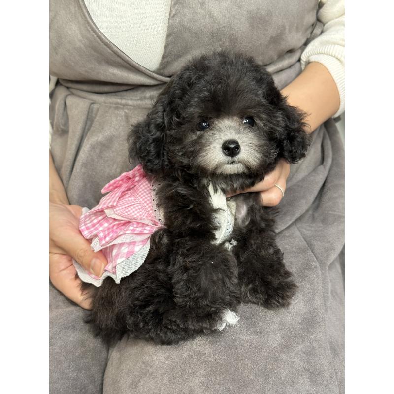 成約済の大阪府のティーカッププードル-428020の6枚目