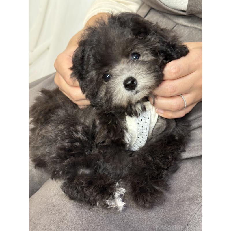 成約済の大阪府のティーカッププードル-428020の5枚目